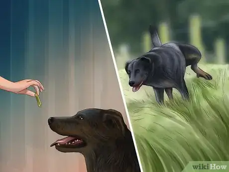 Image titled Rehome a Rescue Dog Step 14