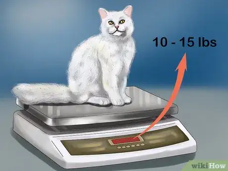 Image titled Identify a Selkirk Rex Step 6