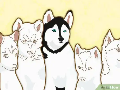 Image titled Name a Husky Step 9