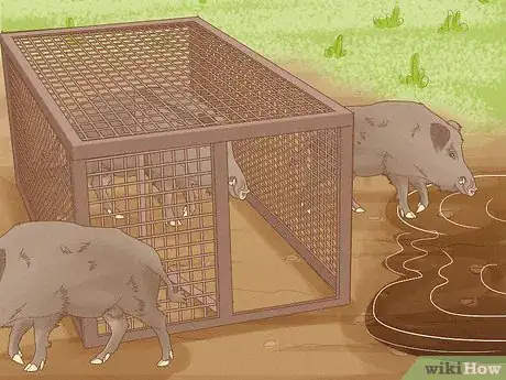 Image titled Protect Crops from Wild Pigs Step 9