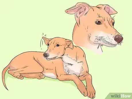 Image titled Detect and Prevent Bloating and Torsion in Dogs Step 3