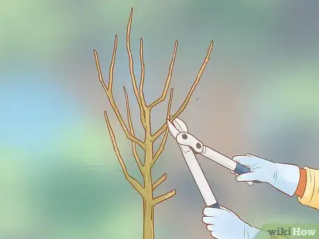 Image titled Prune a Fruit Tree Step 3