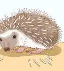 Take Care of a Hedgehog