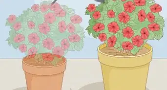 Keep Petunias Blooming All Summer