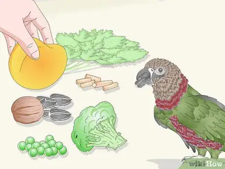 Image titled Know if a Hawk‐Headed Parrot Is Right for You Step 8