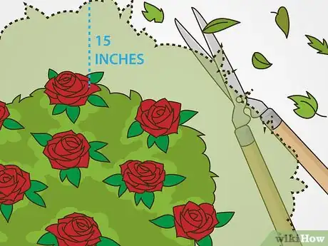 Image titled Maintain Roses Step 13