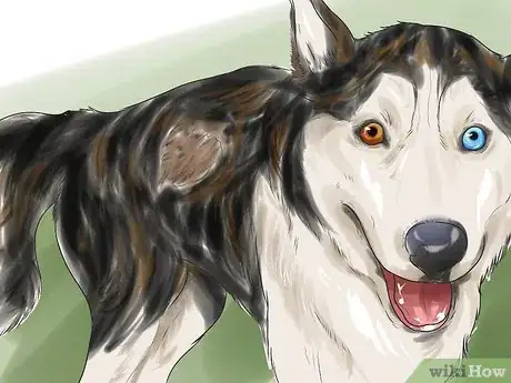 Image titled Treat Autoimmune Disorders in Siberian Huskies Step 8