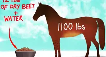 Feed Sugar Beet to a Horse