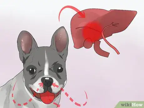 Image titled Prevent Canine Infectious Hepatitis Step 6