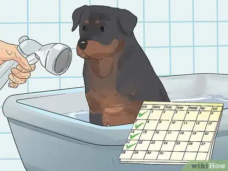 Image titled Care for Rottweilers Step 7
