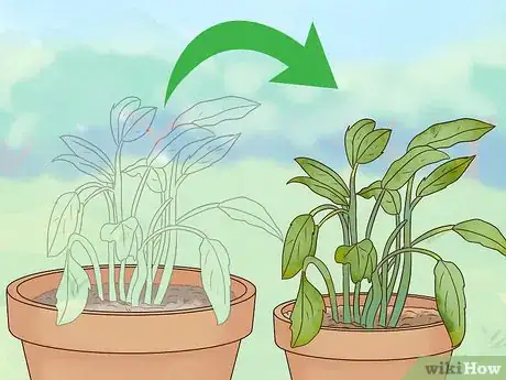 Image titled Maintain a Planter Step 13