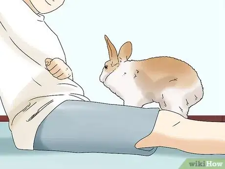 Image titled Keep Your Rabbit Healthy Step 17