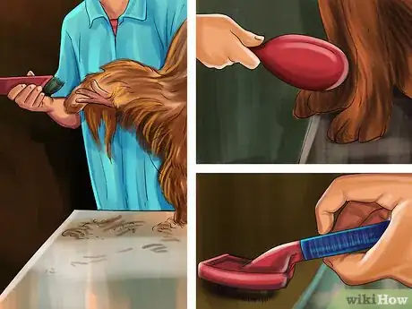 Image titled Care for an Irish Setter Step 10