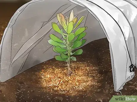 Image titled Grow Protea Step 11