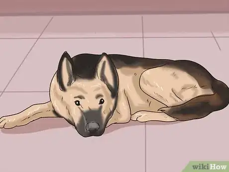 Image titled Tell if a Dog Is in Pain Step 2