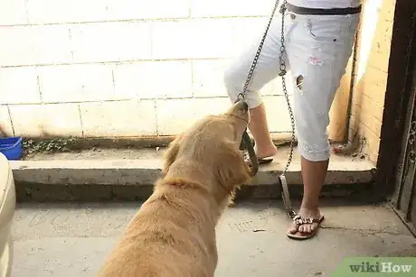 Image titled Lead Train a Dog or Puppy Step 1