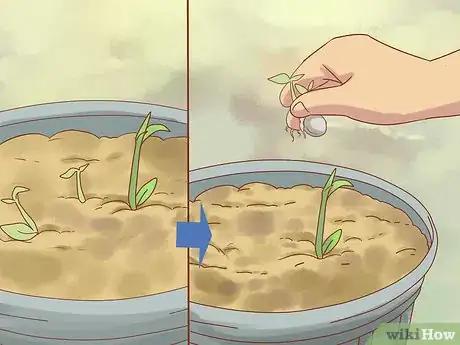 Image titled Plant Jackfruit Step 7