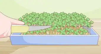 Grow Arugula Microgreens