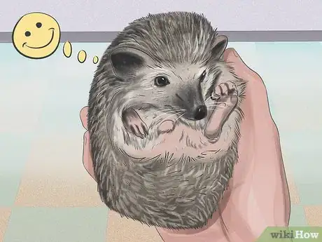 Image titled Tame a Hedgehog Step 5