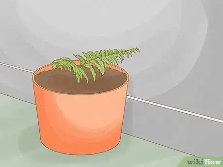 Image titled Plant a Fern Step 1