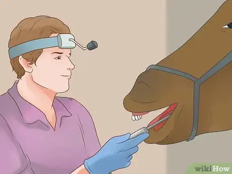 Image titled Take Proper Care of Your Horse's Teeth Step 10