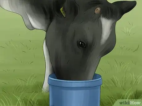 Image titled Treat and Prevent Nitrate Toxicity in Cattle Step 7