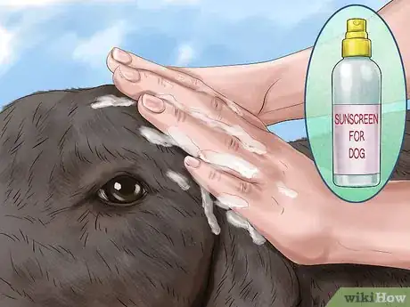 Image titled Care for Your Dog on the Beach Step 10