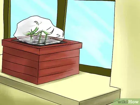 Image titled Help Carnations Make a Comeback Step 7Bullet5