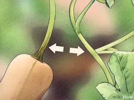 Image titled Choose Between Winter Squashes Step 2