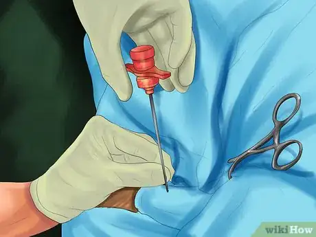 Image titled Diagnose Bone Diseases in Growing Dogs Step 10