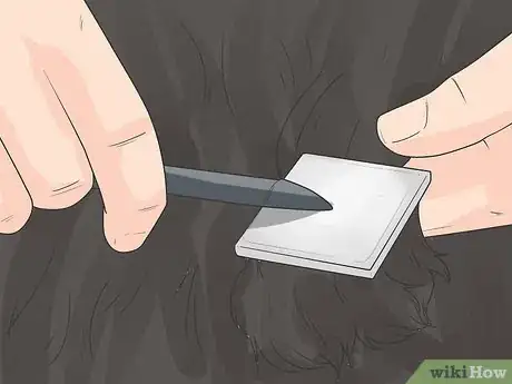 Image titled Care for Bernese Mountain Dogs Step 7