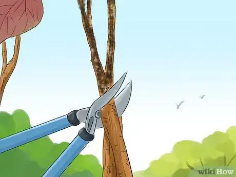 Image titled Prune a Redbud Tree Step 7