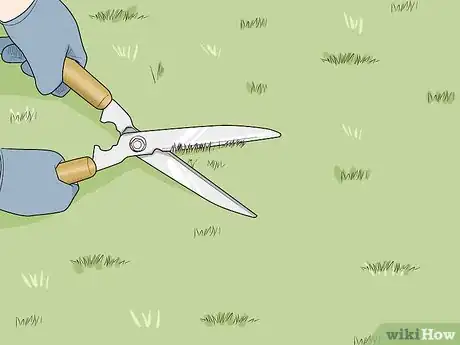 Image titled Deal with Persistent Feline Flea Problems Step 8