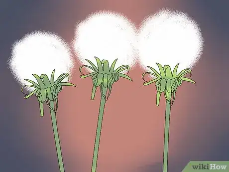 Image titled Grow Dandelions Step 1