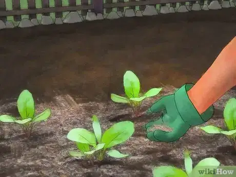 Image titled Grow Turnips Step 7