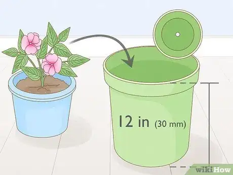 Image titled Grow New Guinea Impatiens Indoors Step 2