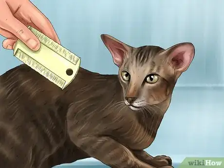 Image titled Take Care of an Oriental Cat Step 1