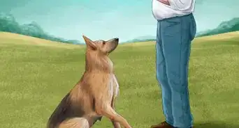 Train a Dog Pack to Be Calm and Submissive