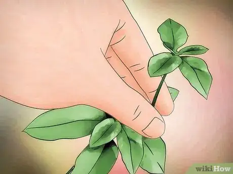 Image titled Grow Amaranth Flowers Step 11