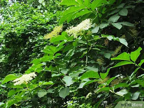 Image titled Make Elderflower Cordial Step 15