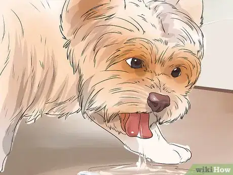 Image titled Treat Portosystemic Shunts in Yorkshire Terriers Step 2