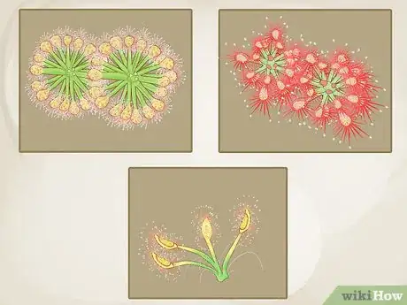 Image titled Grow Sundews Step 6