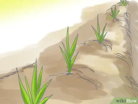 Image titled Plant a Lawn from Stolons Step 9