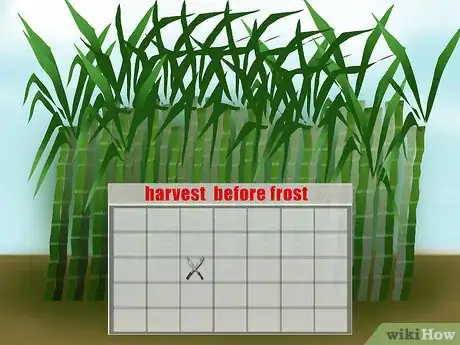 Image titled Harvest Sugar Cane Step 10