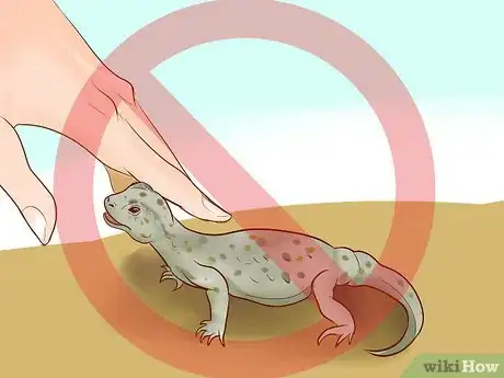 Image titled Catch a Lizard in the House Step 13