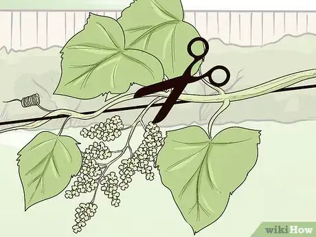 Image titled Prune Vines Step 11