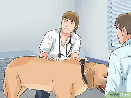 Image titled Treat Gastric Torsion and Bloat in Labrador Retrievers Step 7