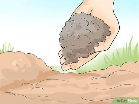 Image titled Plant Allium Bulbs Step 3