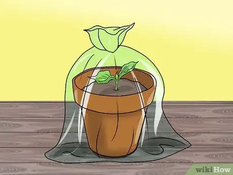 Image titled Grow Coleus Step 12