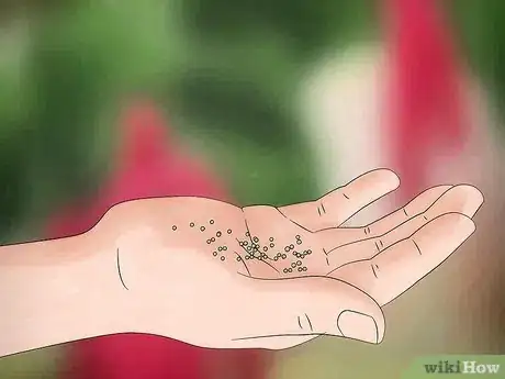 Image titled Grow Amaranth Flowers Step 15